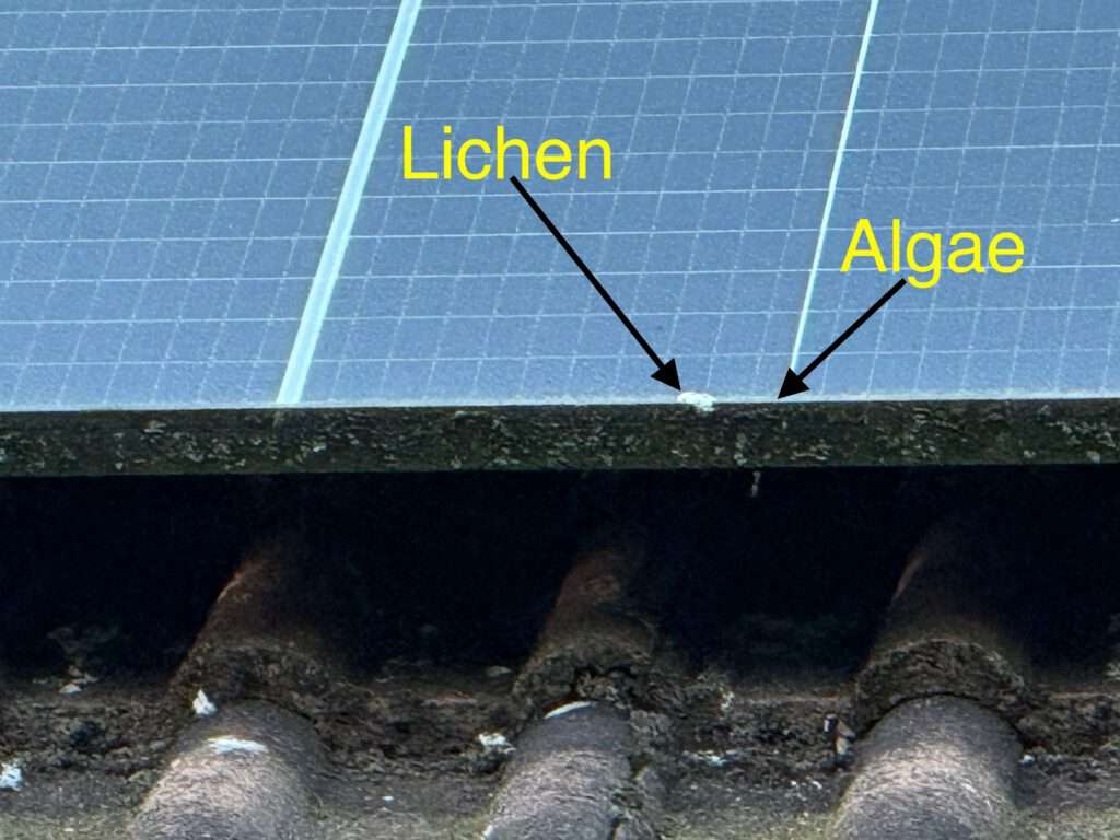 Lichen on solar panels