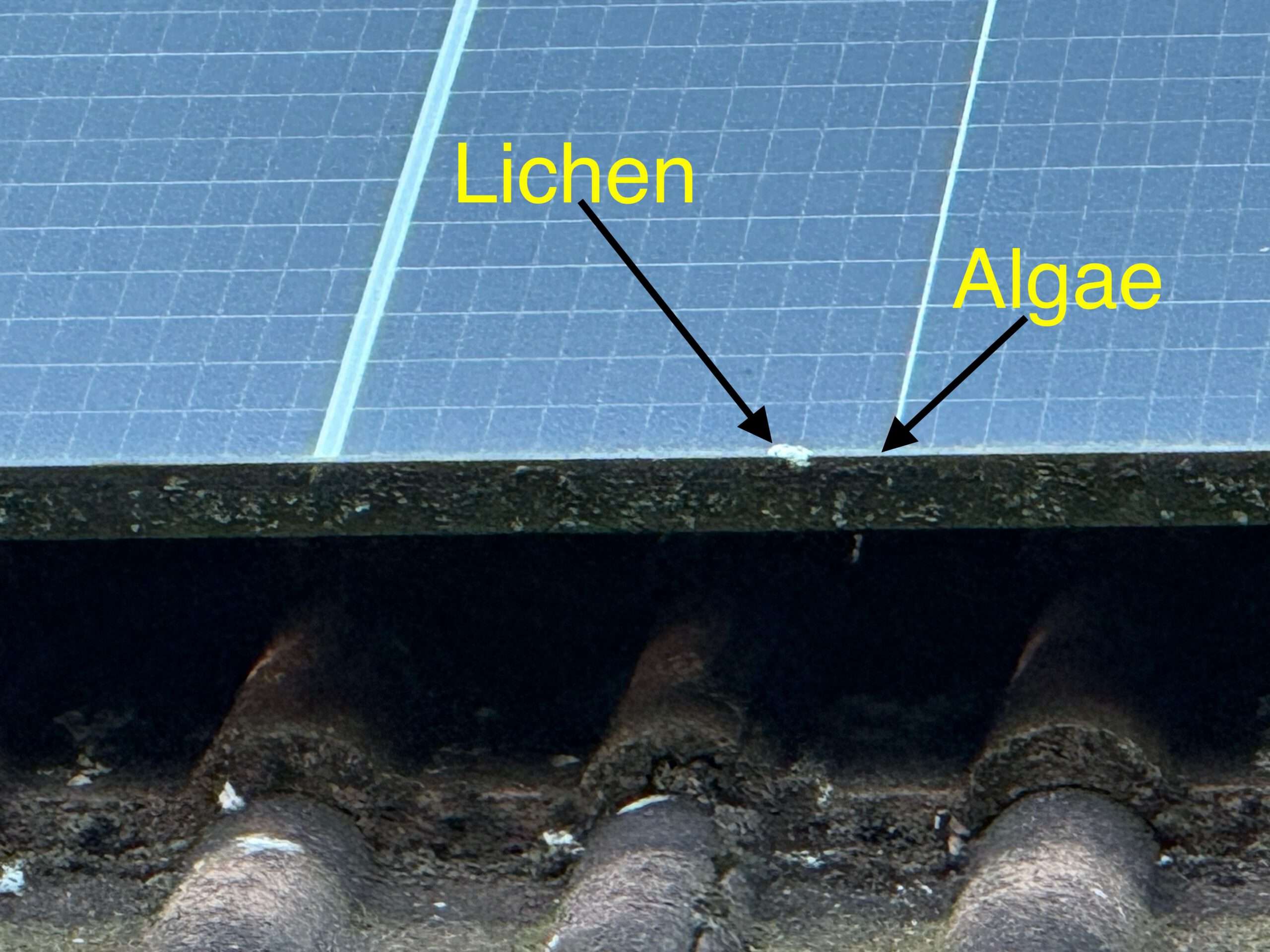 Clean Solar Panels to Stop Lichen, Not for Extra Kilowatts